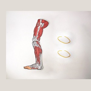 다리근육모형만들기(5인용)