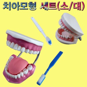 치아모형세트(대형)