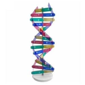 DNA입체모형만들기(10인용)