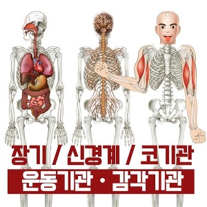 인체내부골격만들기(신경계, 코기관+운동기관, 감각기관)